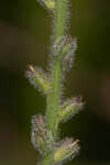 Carolina false vervain